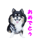 まんまるチワワ3（個別スタンプ：37）