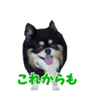 まんまるチワワ3（個別スタンプ：38）