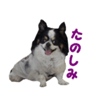 まんまるチワワ3（個別スタンプ：39）