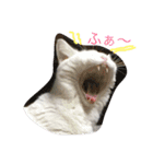 白猫スピカにゃ～！（個別スタンプ：2）