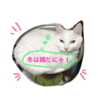 白猫スピカにゃ～！（個別スタンプ：5）