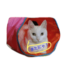 白猫スピカにゃ～！（個別スタンプ：9）