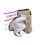 白猫スピカにゃ～！（個別スタンプ：11）