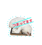 白猫スピカにゃ～！（個別スタンプ：14）