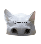 白猫スピカにゃ～！（個別スタンプ：16）