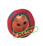 白猫スピカにゃ～！（個別スタンプ：19）