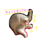 白猫スピカにゃ～！（個別スタンプ：21）