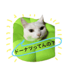白猫スピカにゃ～！（個別スタンプ：22）