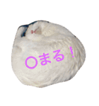 白猫スピカにゃ～！（個別スタンプ：25）
