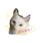 白猫スピカにゃ～！（個別スタンプ：29）