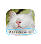 白猫スピカにゃ～！（個別スタンプ：31）