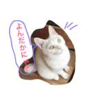 白猫スピカにゃ～！（個別スタンプ：32）