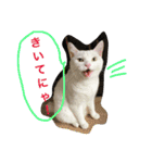 白猫スピカにゃ～！（個別スタンプ：33）