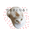 白猫スピカにゃ～！（個別スタンプ：34）