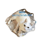 白猫スピカにゃ～！（個別スタンプ：37）