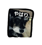 鮪太郎（個別スタンプ：1）
