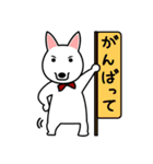 しろいーぬ（個別スタンプ：17）
