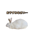 shirorinkurorin（個別スタンプ：3）