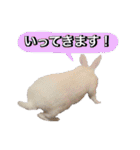 shirorinkurorin（個別スタンプ：4）