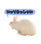 shirorinkurorin（個別スタンプ：5）