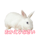shirorinkurorin（個別スタンプ：6）