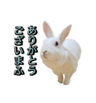 shirorinkurorin（個別スタンプ：14）