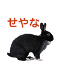 shirorinkurorin（個別スタンプ：17）