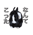 shirorinkurorin（個別スタンプ：19）