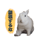 shirorinkurorin（個別スタンプ：21）