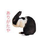shirorinkurorin（個別スタンプ：22）