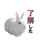 shirorinkurorin（個別スタンプ：24）