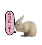 shirorinkurorin（個別スタンプ：27）