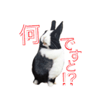 shirorinkurorin（個別スタンプ：28）