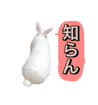 shirorinkurorin（個別スタンプ：31）