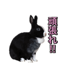 shirorinkurorin（個別スタンプ：32）