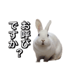 shirorinkurorin（個別スタンプ：33）