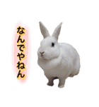 shirorinkurorin（個別スタンプ：34）