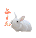 shirorinkurorin（個別スタンプ：35）