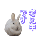 shirorinkurorin（個別スタンプ：36）