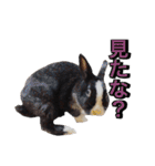 shirorinkurorin（個別スタンプ：37）