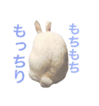 shirorinkurorin（個別スタンプ：39）