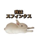 shirorinkurorin（個別スタンプ：40）