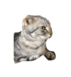 Sin Cat（個別スタンプ：1）