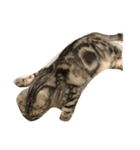 Sin Cat（個別スタンプ：2）