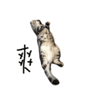 Sin Cat（個別スタンプ：4）