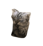 Sin Cat（個別スタンプ：5）