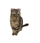 Sin Cat（個別スタンプ：7）