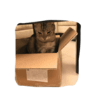 Sin Cat（個別スタンプ：8）