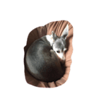 犬のシラスちゃん（個別スタンプ：4）