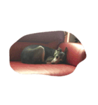 犬のシラスちゃん（個別スタンプ：5）